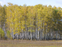 Сочинение на тему: Лес в осенних красках, осень в лесу